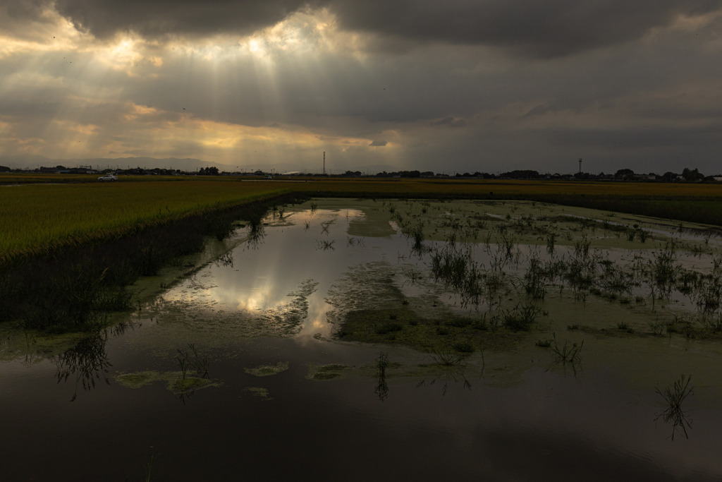 休耕田の水鏡