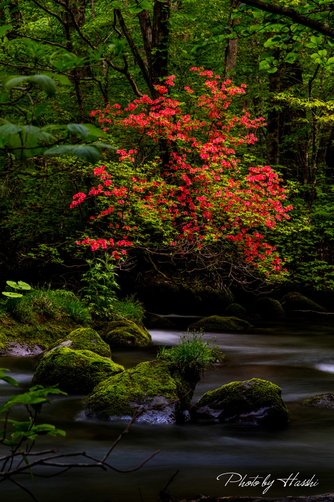 紅一点