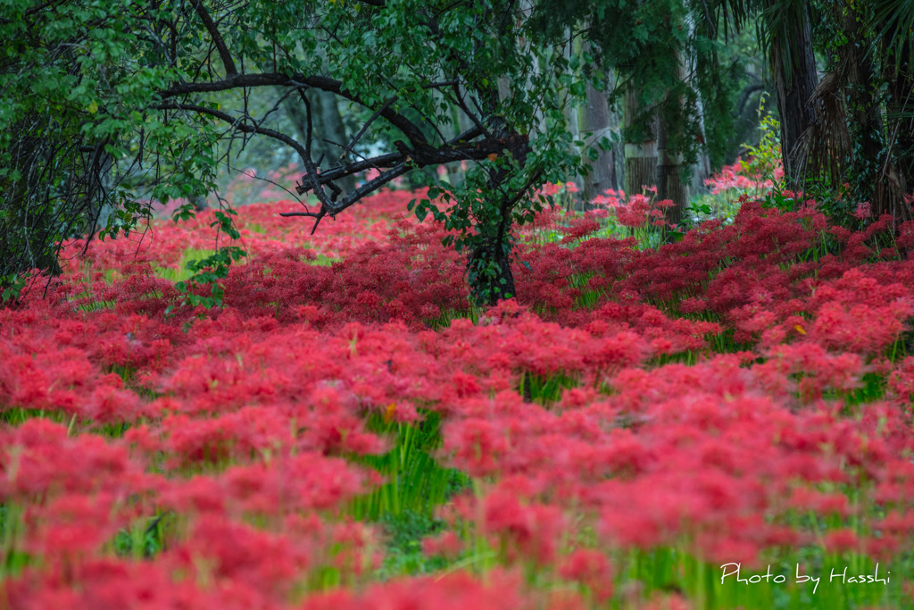 花園