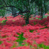 花園