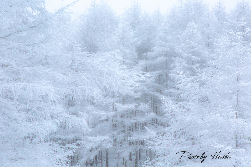雪満開