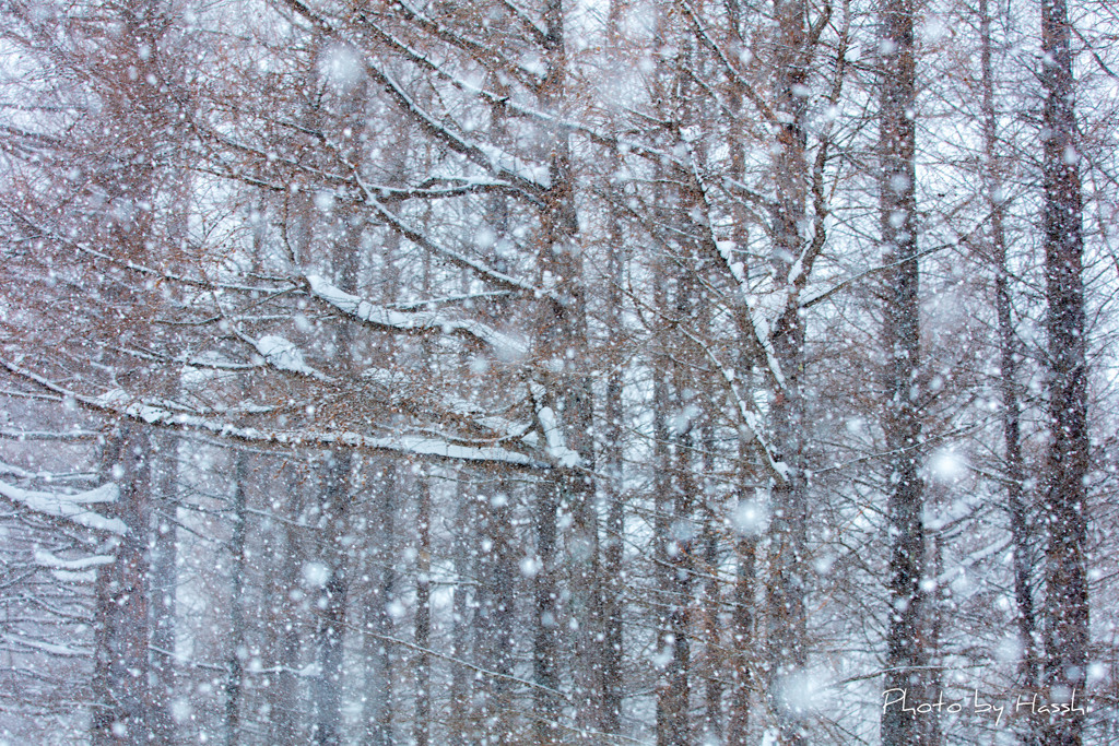 降雪