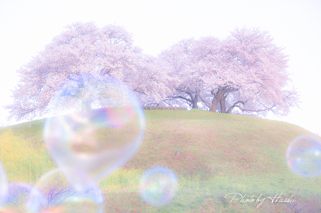 シャボン玉と満開桜
