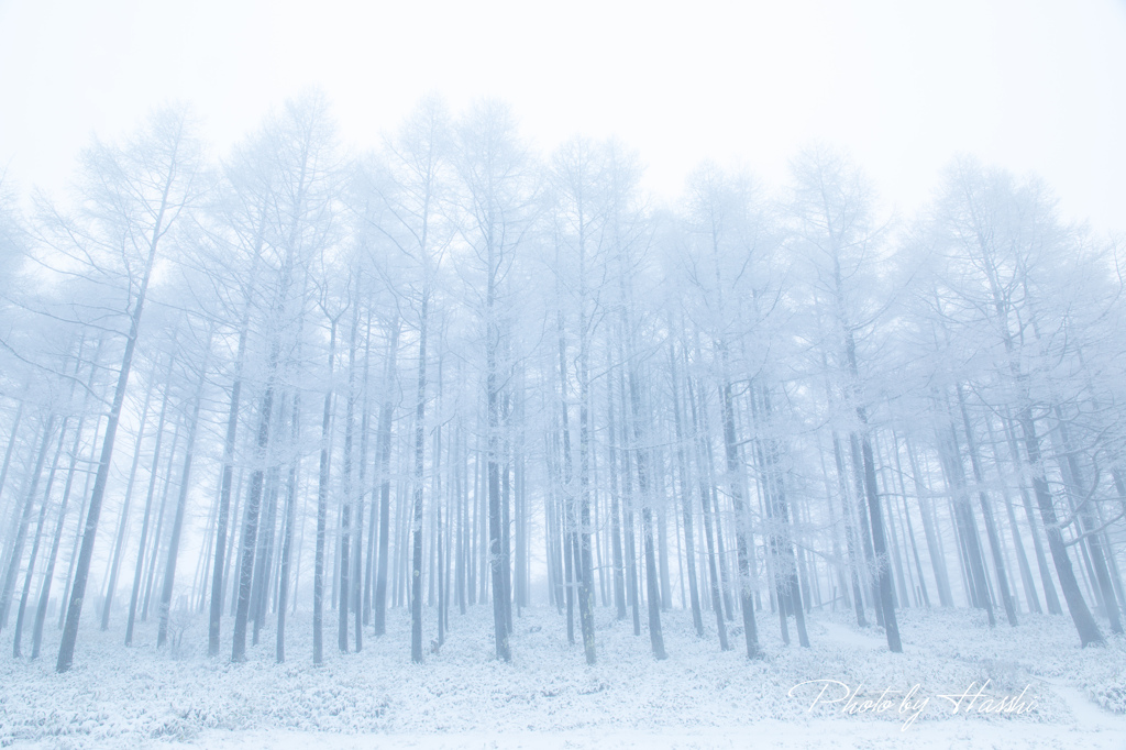 冬樹林