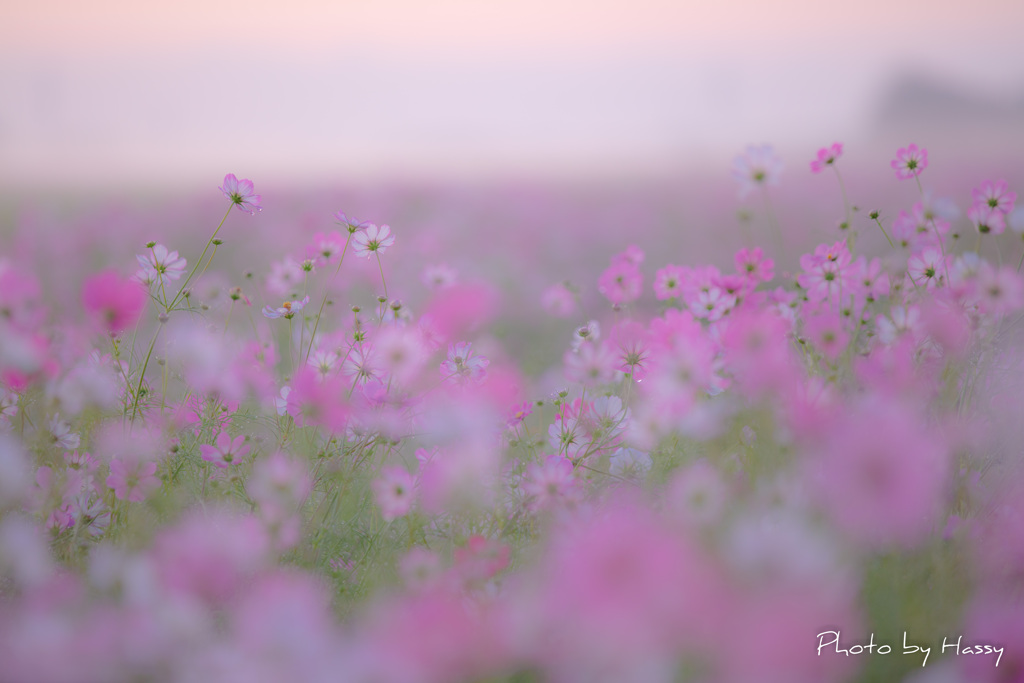 華盛り