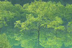 水没林