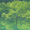 水没林