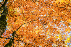 オレンジの日傘