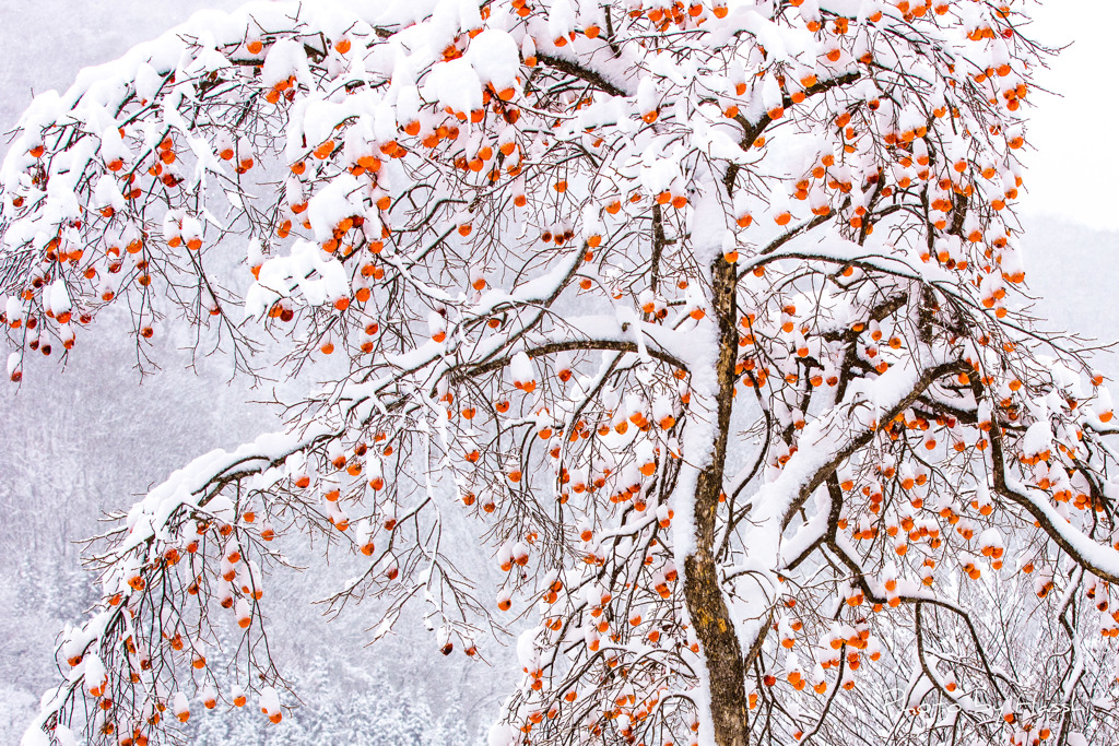 雪柿