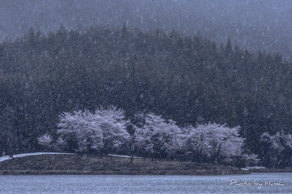 雪桜