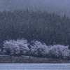 雪桜