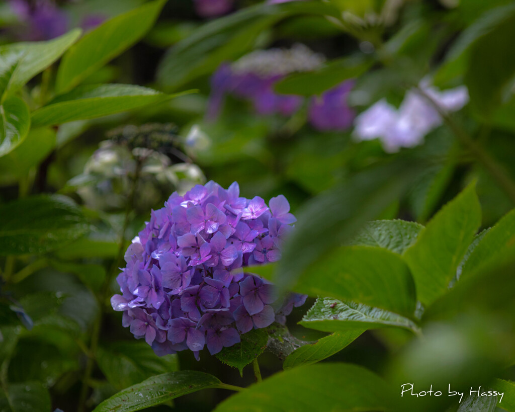 庭の花