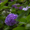 庭の花