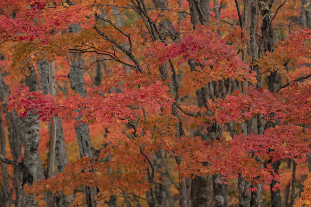 紅葉樹林