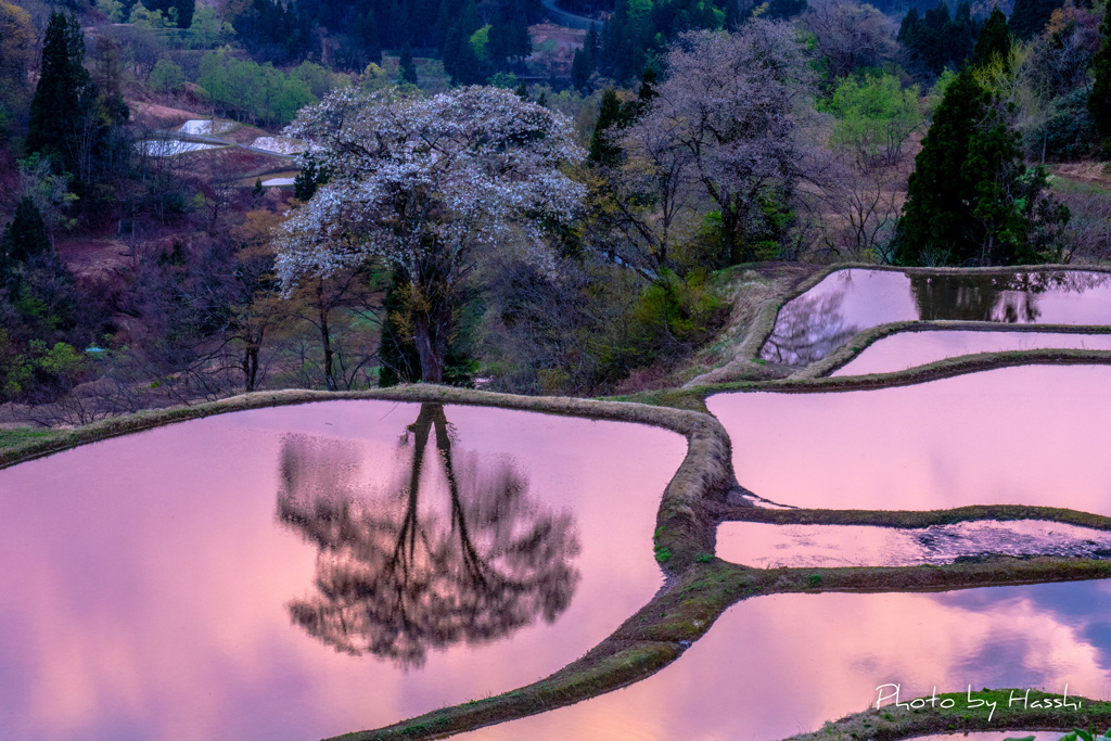 儀明の桜