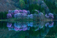 中綱湖の桜