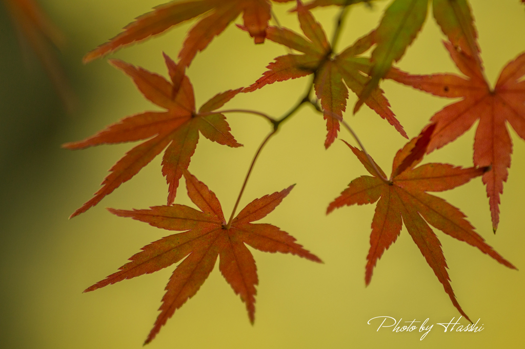 紅葉燦燦