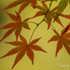 紅葉燦燦