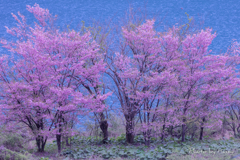 桜花