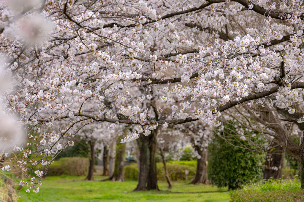 満開桜