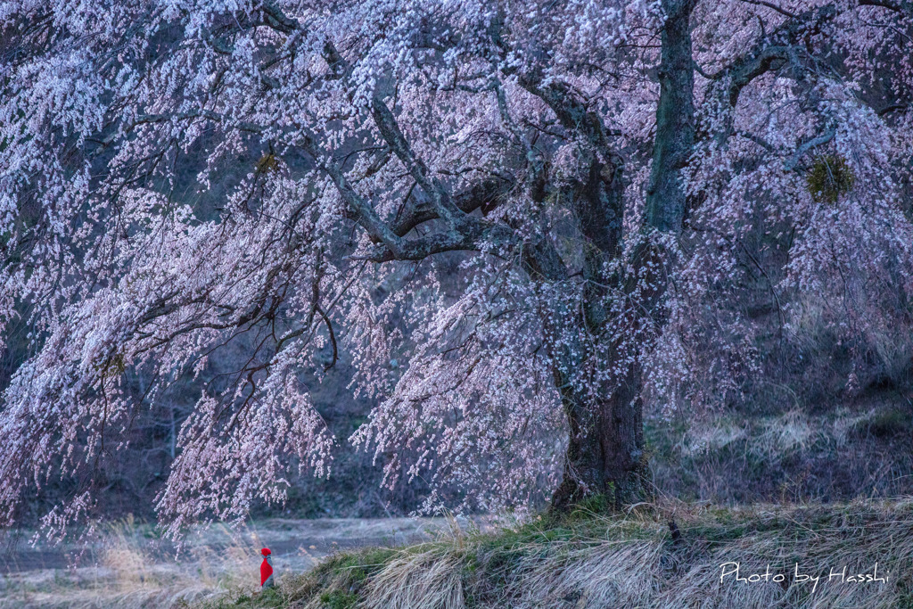 桜景