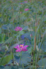 蓮池の朝