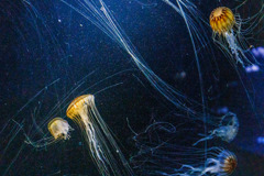 宙を漂う