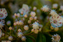 金平糖の花