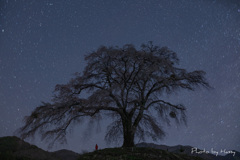 満天の夜桜