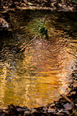 秋探しの旅（水紋）