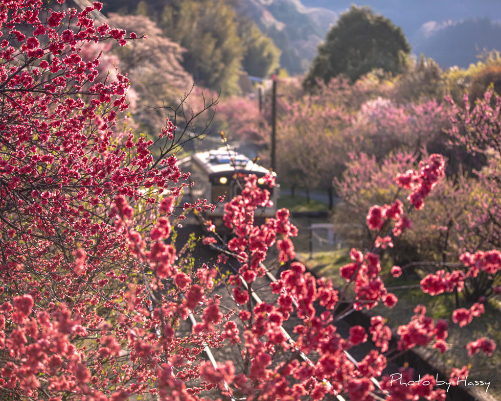 桃の花の咲くころ