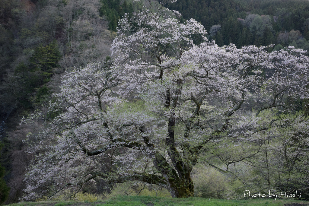 舞桜