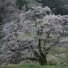舞桜