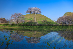 古墳の桜