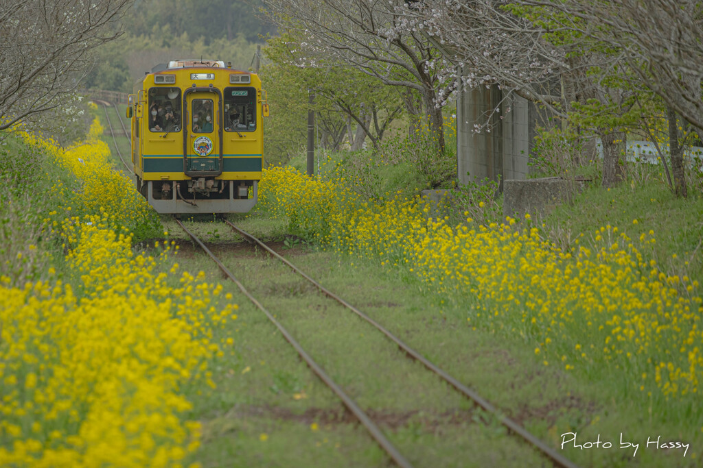 黄色い電車