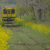 黄色い電車