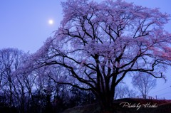 夜明けの桜