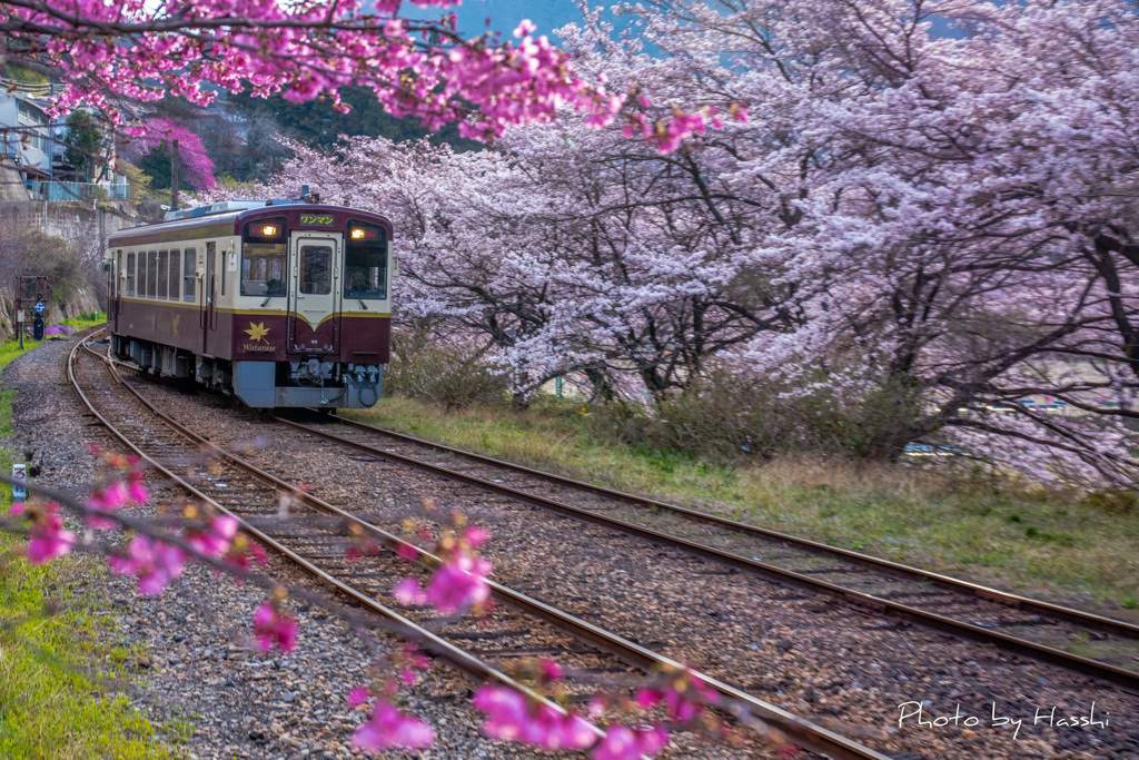 春の中を走る。