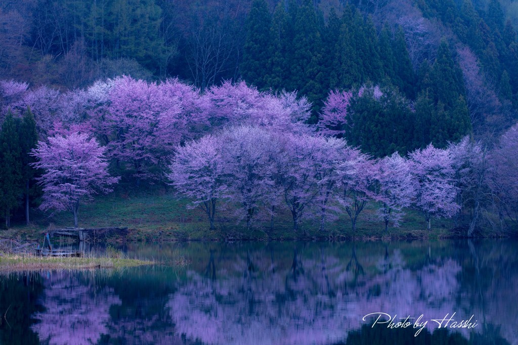 山桜