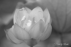 心華