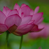 花開く