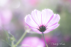 微笑（ほほえみ）