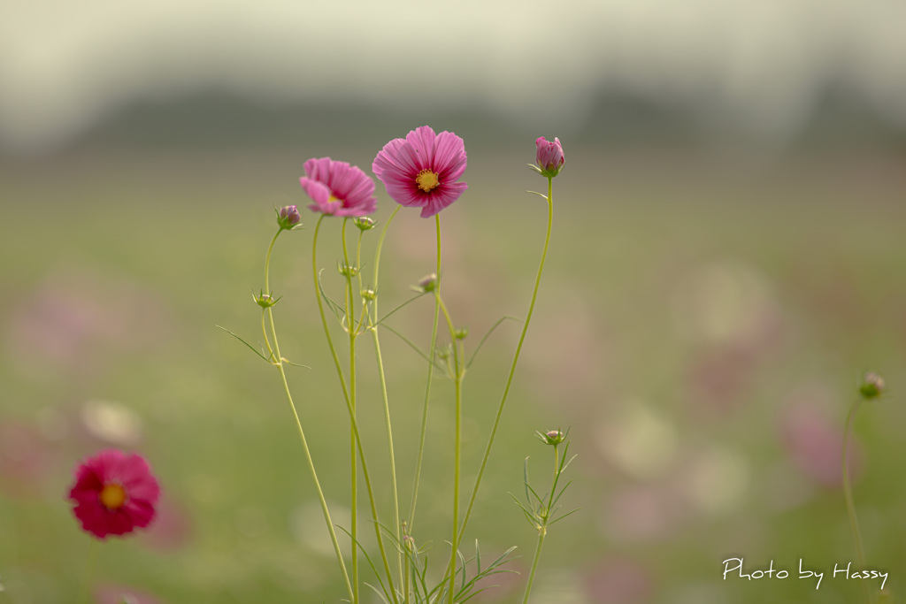 秋の華