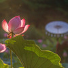 眩しい光