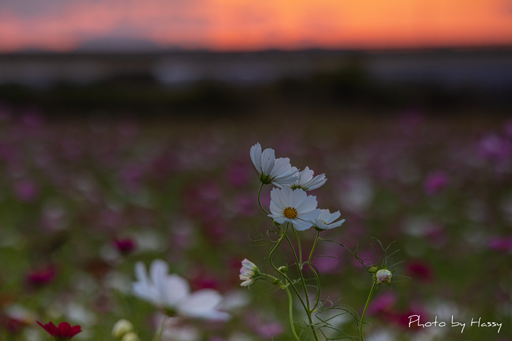 夕焼けの白い花