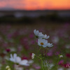 夕焼けの白い花