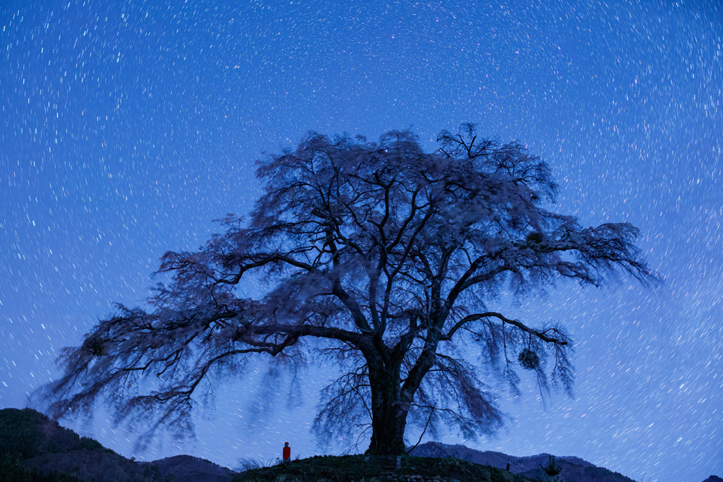 孤高の桜