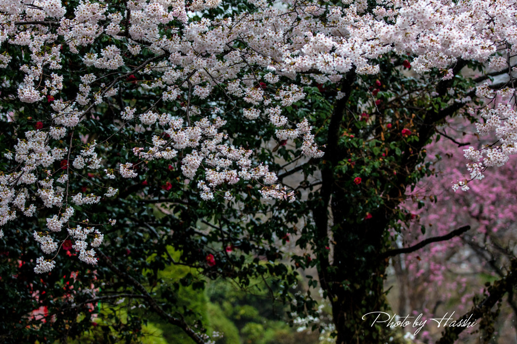 桜と椿