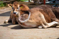 花子のウインク