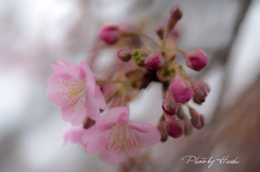 河津桜1